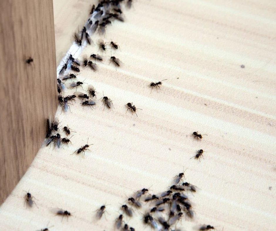 Insektenbefall an einer Holzoberfläche